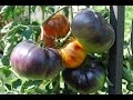 La tomate : culture, semis, plantation ,repiquage, taille, entretien et récolte