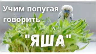 Учим попугая говорить 