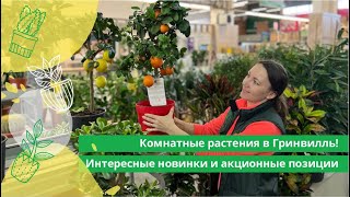 Комнатные растения в Гринвилль! Интересные новинки и акционные позиции.