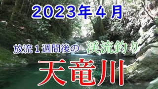 アマゴ放流日から１週間後の天竜川の渓流釣り　 #天竜川 #アマゴ釣り #渓流釣り  #渓流ルアー