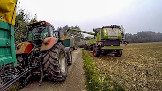 Mais Ernte 2020 | 2x Claas Lexion, Case, Steyr | Harvest