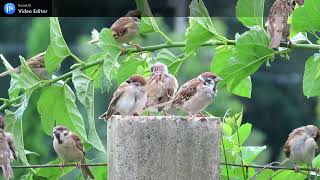 我們都是麻雀小孩!All subadult-sparrows#麻雀 #sparrow #スズメ