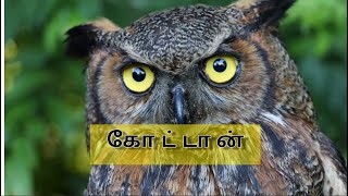 கோட்டான்கள்   பற்றி வேதாகமத்தில் | Christianmedias