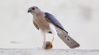 Shikra with a House Sparrow Kill | Shikra Eating Bird Full Video | बाज ने पकड़ी चिड़ियाँ