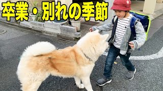 ワンコ達・孫達・お手伝い今昔・・秋田犬そうすけ・シェパードマック【VLOG】