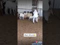 Hebat kali kambing nya