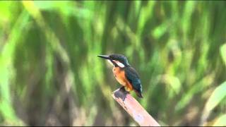 カワセミ　飛び込みのあと、失敗して頭カキカキ、糞を放出！ kingfisher