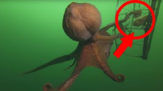 How Octopus Steals Crab From Fisherman