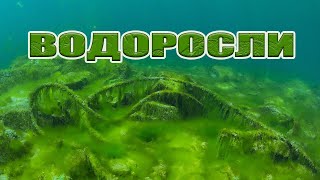 Водоросли в аквариуме .