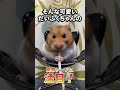 おててでもやしをギュ！美食家ハムスター【ててらぼペット部】