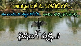 ఫిషింగ్ పక్షి ఎండకు తట్టుకోలేక తాపం తీర్చుకొంటున్న దృశ్యం ఆంధ్రాలో ఓ కొనేటిలో..