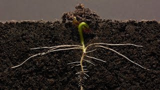 Bean Time-Lapse - 25 days | Soil cross section