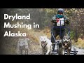 Dryland Mushing in Alaska | First Paw Media