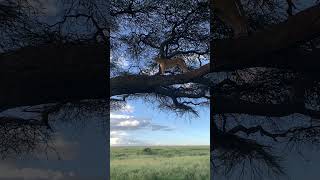 Lion in Serengeti National Park #lionking #disney #safari #2023 #shorts #short #africa #tanzania