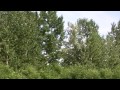 osprey catching fish　ミサゴの狩り