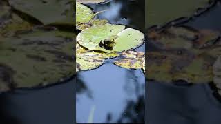 What Does It Mean When You Dream About Frogs | Frog Dream Meaning #shorts