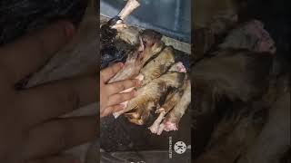 raasi tips goat leg cleaning tips tamil#easyhometips #kitchentip #usefulltips #moneysavingtip