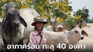 อากาศร้อน ทะลุ 40 องศา ป้าอ้วน เลี้ยงวัวไล่ทุ่ง ยังสู้ไหว‼️