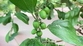 Terrace Garden Indian Jujube | Mulberry | Grapes| Maady Thottam | Prema Ravi