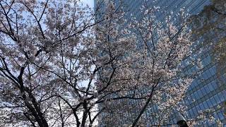 赤坂サカスの桜 Cherry Blossom Tokyo 2020.3.26 まだ人気のないビジネス街の朝の桜 Japan Sakura Trip Akasaka Sakasu morning