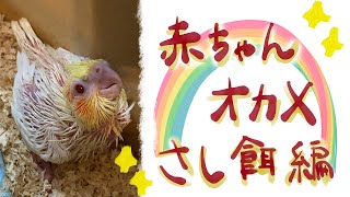 【オカメインコ】赤ちゃんインコさし餌食べてくれるかな？【雛】