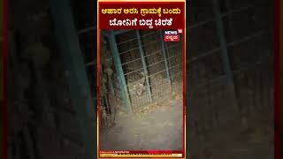 Leopard Captured In Doddaballapura | ಆಹಾರ ಅರಸಿ ಗ್ರಾಮಕ್ಕೆ‌ ಬಂದು ಬೋನಿಗೆ ಬಿದ್ದ ಚಿರತೆ | N18S