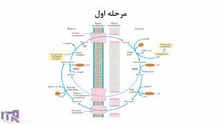 آموزش بیوشیمی متابولیسم لیپیدها - بیوسنتز اسیدهای چرب (انتقال و فعال سازی استیل کوآ)