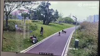 江西母女遭4隻惡犬襲擊　全身多處受傷