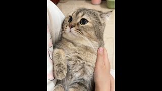 就是要摸#逆子猫 #10斤的猫9斤的反骨 #这小猫谁养谁不迷糊啊 #心思全写在脸上的猫 #我和我的怨种猫咪