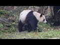 20200206 圓圓玩具室內得 吃塊蘿蔔很曲折 giant panda yuan yuan