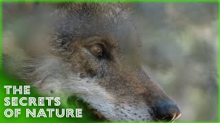 Discovering Animal Behaviour 3/3 - The Secrets of Nature
