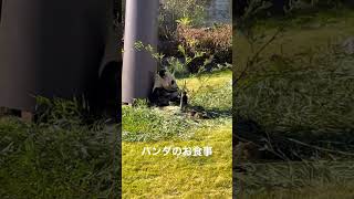 パンダのお食事inアドベンチャーワールド