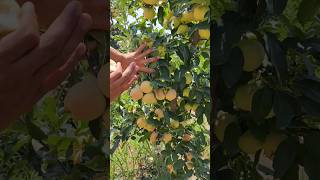 +998770086100 Gala Olma koʻchatlari sotuvda #fruit #rekaciq #garden #rekda #shortvideo #funny