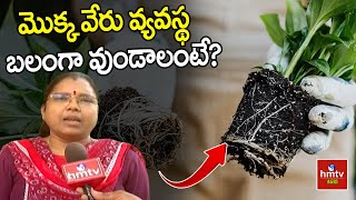 మొక్క వేరు వ్యవస్థ  బలంగా వుండాలంటే… | Nelathalli | hmtv Agri