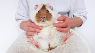 【モルモット】年齢を間違えられて激オコなマダム　cute guineapig