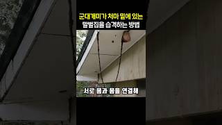 군대개미가 처마 밑에 있는 말벌집을 습격하는 방법