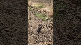 【目の前で餌探し】カンムリワシ Crested serpent eagle