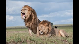 Twenty Fascinating Lion Facts. 2022(animals)