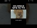 2만원으로 일주일 반찬 9가지 만들기 shorts 집밥 반찬만들기