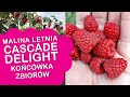 Malina letnia Cascade Delight - końcówka zbiorów