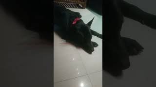 എന്തു ശാന്തമായ ഉറക്കം..... 😂😂🥰😍#doglover #funny #shortvideo #subscribe 👍#support 👍❤️❤️😘