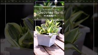 #ลิ้นมังกรฮานิอาย #ไม้ปลูกในห้องนอน #ไม้ฟอกอากาศ #sansevieria #ไม้มงคลเสริมโชคลาภ #dracaena