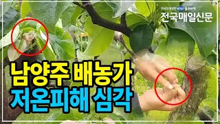 [전국매일신문] 남양주 배 농가 저온피해 심각