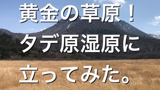 黄金の草原！タデ原湿原はこんな場所