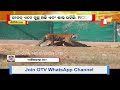 video of tigress zeenat returning from alipur surfaces tigress remains healthy says rccf