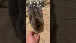 世界一飼い主が大好きなうさぎ