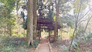 都江堰上元古道环线徒步1，上皇观旁发现1300年古杉树，大得吓人