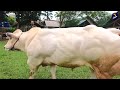 review sapi langka belgian blue murni rasa impor pedet termahal di indonesia seharga 10 sapi