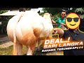 Deal 🔥100% Belgian Blue, Belum Sampai Kandang langsung Dibeli Irfan Hakim