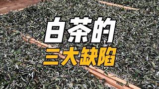 白茶的三大缺陷，爱喝白茶的一定不要错过